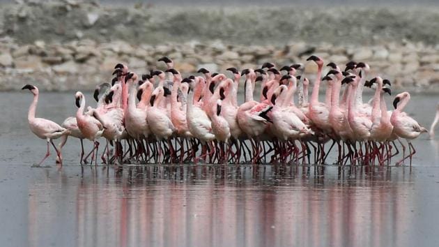 Where the flamingo and other migratory birds such as the ruddy turnstone, Eurasian spoonbill, bar-headed geese, northern shoveler, river tern, greenshank and ruff among others would arrive around October a few years ago, changes in global climate have shifted their arrivals earlier into the year. (Vipin Kumar / HT Photo) 