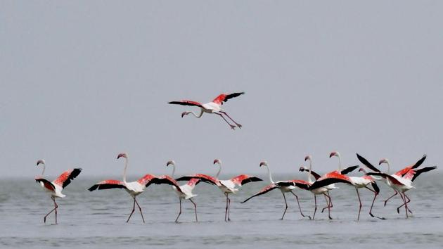 Despite being the largest saline lake in India, 1985 was the last time Sambhar was full. Nowadays, its shallow wetlands range in depth between one and six feet. During much of the day, flocks of flamingos can be seen awkwardly balancing or preening in pockets. (Vipin Kumar / HT Photo) 