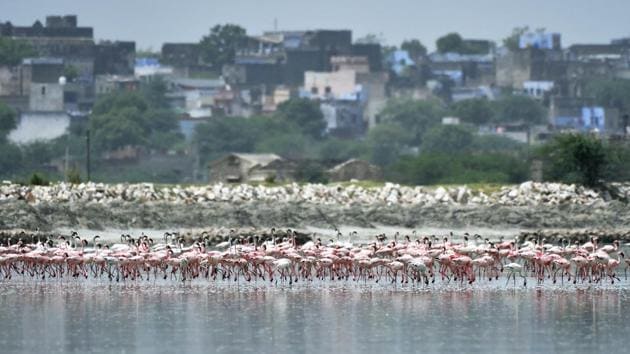 Once the monsoon has done its share and the water evaporates, leaving behind pools, waders and flamingos build circular nests about 1ft high in these shallow waters. The birds come to feed around the salt pans much closer to Sambhar town and the nearby dam between Jhapog and Gudha villages. (Vipin Kumar / HT Photo) 