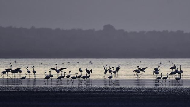 The cooler months of the year post monsoon, and up to March, make for ideal visiting to Sambhar Lake for bird watching. At most sites, it’s even possible to walk across the lake surface and get up close to the flamingos and other visitors. After March, most of the lake runs dry. (VVipin Kumar / HT Photo) 