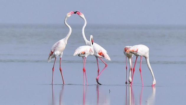 For birdwatchers eyeing a visit, it’s advisable to head once the monsoon season is over and the majority of the birds have arrived. The vastness of the lake, few places to stay and isolated birding pockets make it a place that demands a couple of days and a detailed map with localised information. (Vipin Kumar / HT Photo) For birdwatchers eyeing a visit, it’s advisable to head once the monsoon season is over and the majority of the birds have arrived. The vastness of the lake, few places to stay and isolated birding pockets make it a place that demands a couple of days and a detailed map with localised information. (Vipin Kumar / HT Photo)