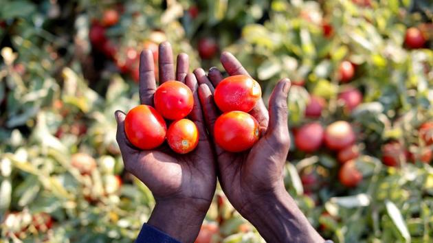 “Prices of (canned) tomatoes have remained virtually unchanged since 1985, while the cost of production has risen,” said Gianni Cantele, head of the farmers’ group Coldiretti in Puglia. The World Processing Tomato Council says Italy will overtake China this year to become the world’s second largest producer of processed tomatoes after the United States. The export of tomatoes generated 1.6 billion euros for Italy in 2017. (Alessandro Bianchi / REUTERS) 