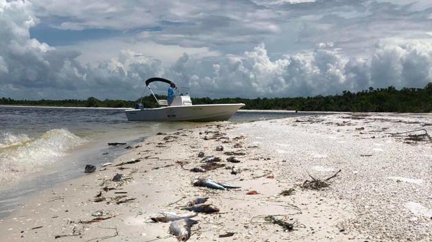 More than 100 tons of dead sea creatures have been shoveled up from smelly, deserted beaches in tourist areas along Florida's southwest coast this month alone. In just the past week, 12 dolphins have washed ashore dead in Sarasota County, typically the toll seen in an entire year.(AFP Photo)