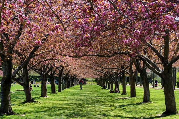 Brooklyn Botanic Gardens, New York: Located in the heart of New York is this 52-acre garden. It boasts of 200 cherry trees and a month-long blossom festival. (Shutterstock) Brooklyn Botanic Gardens, New York: Located in the heart of New York is this 52-acre garden. It boasts of 200 cherry trees and a month-long blossom festival. (Shutterstock)