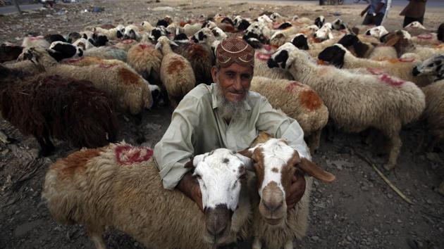 An Afghan refugee vendor waits for customers to sell his sheep at cattle market set up for the upcoming Muslim festival Eid al-Adha in Karachi, Pakistan. (Fareed Khan / AP) An Afghan refugee vendor waits for customers to sell his sheep at cattle market set up for the upcoming Muslim festival Eid al-Adha in Karachi, Pakistan. (Fareed Khan / AP)