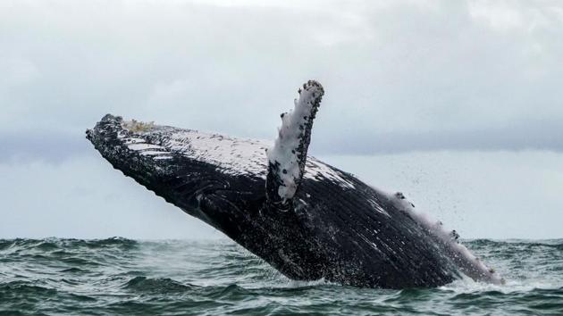 A Humpback whale breaches the surface of the Pacific Ocean at the Uramba Bahia Malaga National Natural Park in Colombia. (Miguel Medina / AFP) A Humpback whale breaches the surface of the Pacific Ocean at the Uramba Bahia Malaga National Natural Park in Colombia. (Miguel Medina / AFP)