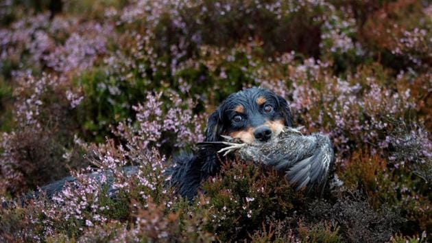 A gundog retrieves a grouse on Forneth Moor on the opening day of the grouse shooting season in Scotland. (Russell Cheyne / REUTERS) A gundog retrieves a grouse on Forneth Moor on the opening day of the grouse shooting season in Scotland. (Russell Cheyne / REUTERS)