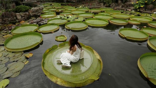 A girl poses for a photo on a giant waterlily leaf during an annual leaf-sitting event in Taipei, Taiwan. (Tyrone Siu / REUTERS) A girl poses for a photo on a giant waterlily leaf during an annual leaf-sitting event in Taipei, Taiwan. (Tyrone Siu / REUTERS)