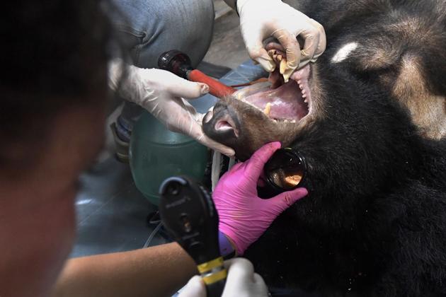 Veterinarians from an animal conservation group inspects the health condition of a sedated bear during a rescue operation from a facility where bear bile is extracted in Thai Nguyen province. This animal is among the lucky few to be rescued in a country where hundreds of bears are feared to have been killed or starved to death as the cost of once-valuable farmed bile has plummeted. (Nhac Nguyen / AFP) Veterinarians from an animal conservation group inspects the health condition of a sedated bear during a rescue operation from a facility where bear bile is extracted in Thai Nguyen province. This animal is among the lucky few to be rescued in a country where hundreds of bears are feared to have been killed or starved to death as the cost of once-valuable farmed bile has plummeted. (Nhac Nguyen / AFP)
