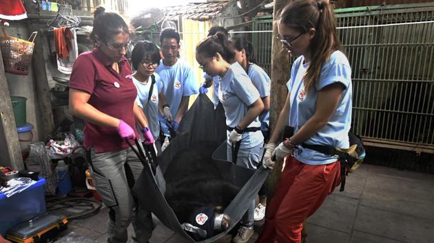 With about 200 bears in Vietnam’s rescue centres, many likely starve to death or killed off and sold for their body parts. The bear bile is extracted -- often continuously and painfully -- from the animals’ gallbladders and used in traditional medicine in Vietnam, where the illegal practice remains widespread. (Nhac Nguyen / AFP) With about 200 bears in Vietnam’s rescue centres, many likely starve to death or killed off and sold for their body parts. The bear bile is extracted -- often continuously and painfully -- from the animals’ gallbladders and used in traditional medicine in Vietnam, where the illegal practice remains widespread. (Nhac Nguyen / AFP)