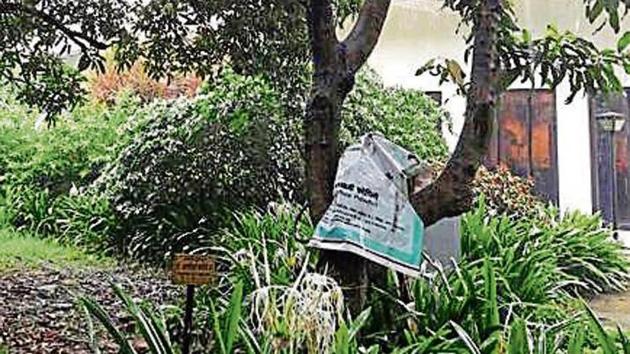 The mango sapling planted by Vajpayee in 2003 in Uttan, Bhayander.(HT Photo) The mango sapling planted by Vajpayee in 2003 in Uttan, Bhayander.(HT Photo)