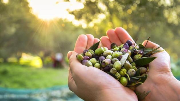 Visitors to Greece can pick olives using age-old harvesting techniques, working for just one day or for weeks in a row(Shutterstock)