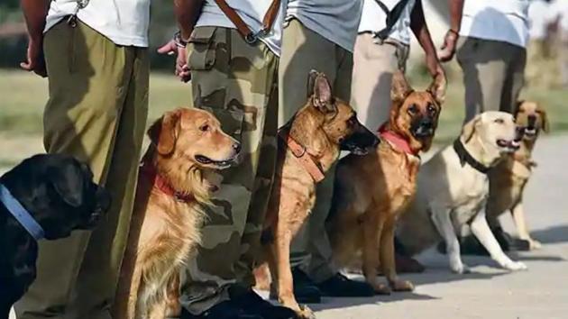 A pair of Labradors trained in sniffing out explosives and landmines have won the Chief of Army Staff’s commendation card this Independence Day for the heroics they performed in combat zones, entitling them to extra goodies and more rest .(HT File Photo)