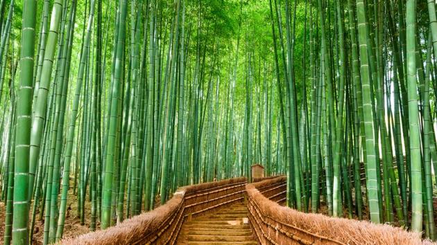 Kyoto, Japan: The surreal Bamboo Forest in Kyoto lets you walk or bike for miles through a path made entirely of bamboo trees. (Shutterstock) Kyoto, Japan: The surreal Bamboo Forest in Kyoto lets you walk or bike for miles through a path made entirely of bamboo trees. (Shutterstock)