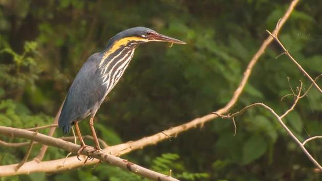 A Black bittern. (Gur Simrat Singh) A Black bittern. (Gur Simrat Singh)