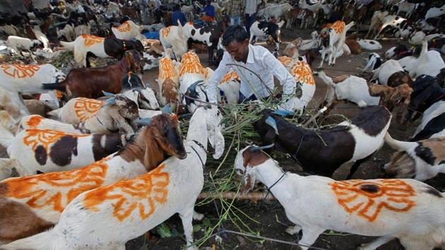 A man feeds his goats as he waits for customers at a livestock market ahead of Eid al-Adha in Kolkata, West Bengal. (Rupak De Chowdhuri / REUTERS) 
