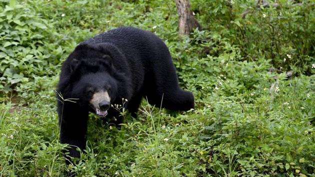 A rescued bear seen roaming around a sanctuary in Ninh Binh province. The rescued bears spend a few weeks in quarantine before being allowed to frolic in the grass with their fellow rescuees -- which will require some courage after so many years in a cage. “It’s pretty scary for them at first. It can take several weeks until they’re brave enough to go around the enclosure,” said Emily Lloyd, animal manager at Four Paws Vietnam, which runs the sanctuary. (Nhac Nguyen / AFP) A rescued bear seen roaming around a sanctuary in Ninh Binh province. The rescued bears spend a few weeks in quarantine before being allowed to frolic in the grass with their fellow rescuees -- which will require some courage after so many years in a cage. “It’s pretty scary for them at first. It can take several weeks until they’re brave enough to go around the enclosure,” said Emily Lloyd, animal manager at Four Paws Vietnam, which runs the sanctuary. (Nhac Nguyen / AFP)
