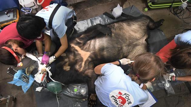 Consumers are shunning the farmed version in favour of bile taken from the nearly extinct wild bear population, which can cost 12 times more, and farmers can no longer earn what they used to from the illicit trade. If consumer demand for wild bear gallbladders catches on, it could spell the end for wild bears, which are killed for the sought-after organ, as the owners can no longer afford to keep them alive. (Nhac Nguyen / AFP) Consumers are shunning the farmed version in favour of bile taken from the nearly extinct wild bear population, which can cost 12 times more, and farmers can no longer earn what they used to from the illicit trade. If consumer demand for wild bear gallbladders catches on, it could spell the end for wild bears, which are killed for the sought-after organ, as the owners can no longer afford to keep them alive. (Nhac Nguyen / AFP)
