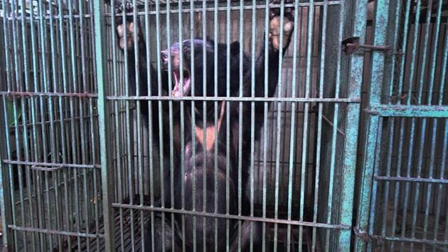 The number of captive bears has dropped dramatically since 2005 from about 4,500 to less than 800 today, according to official data and Crudge, who recently co-authored a study on the issue. “Farmers said it wasn’t profitable to keep the bears any more so they started feeding them less and let them die off,” Brian Crudge, research programme manager at Free The Bears, told AFP. (Nhac Nguyen / AFP) The number of captive bears has dropped dramatically since 2005 from about 4,500 to less than 800 today, according to official data and Crudge, who recently co-authored a study on the issue. “Farmers said it wasn’t profitable to keep the bears any more so they started feeding them less and let them die off,” Brian Crudge, research programme manager at Free The Bears, told AFP. (Nhac Nguyen / AFP)