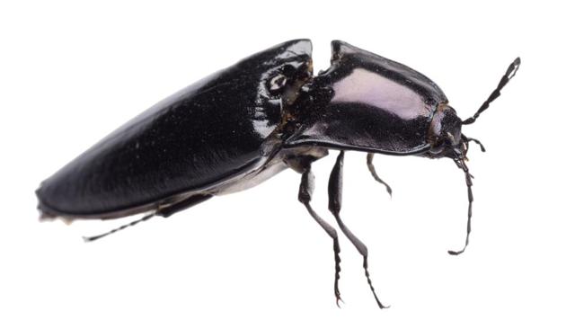 Scientists have discovered a beetle trapped in amber that dates back to 99 million years, a finding that may help better understand the relationship between ancient flowering plants and pollinators. (Representative Image/Getty Images/iStockphoto) Scientists have discovered a beetle trapped in amber that dates back to 99 million years, a finding that may help better understand the relationship between ancient flowering plants and pollinators. (Representative Image/Getty Images/iStockphoto)