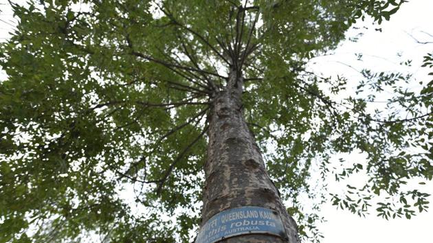 An informal discussion with the Delhi Development Authority (DDA) for transferring a 10-acre land near Yamuna for growing trees has already taken place.(Sanchit Khanna/HT PHOTO) An informal discussion with the Delhi Development Authority (DDA) for transferring a 10-acre land near Yamuna for growing trees has already taken place.(Sanchit Khanna/HT PHOTO)