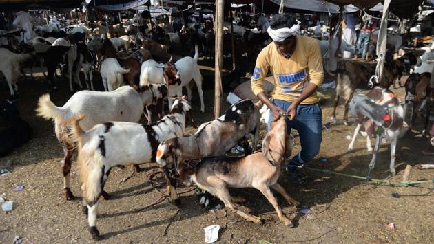 A man seen feeding his goat at a livestock market ahead of the Eid al-Adha festival in the old quarters of New Delhi. Muslims across the world have begun celebrating the annual festival which falls during the Hajj period and is also called the Festival of the Sacrifice, commemorating the story of Prophet Ibrahim’s test of faith. (Arun Sankar / AFP) A man seen feeding his goat at a livestock market ahead of the Eid al-Adha festival in the old quarters of New Delhi. Muslims across the world have begun celebrating the annual festival which falls during the Hajj period and is also called the Festival of the Sacrifice, commemorating the story of Prophet Ibrahim’s test of faith. (Arun Sankar / AFP)
