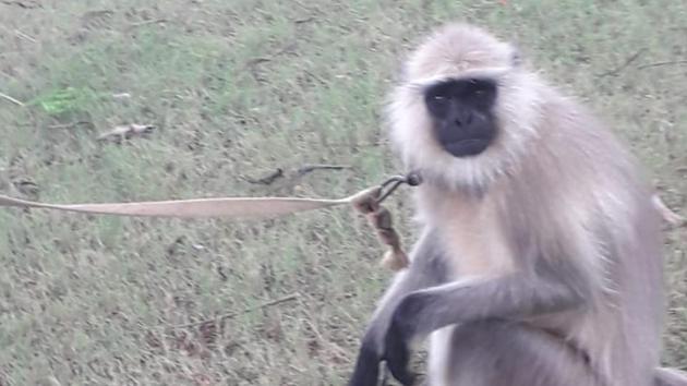 The langurs were kept in captivity in various factories to scare away monkeys.(HT Photo)