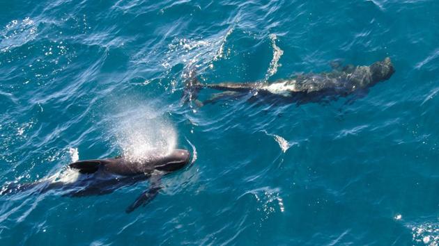 A fleet of Japanese whaling ships caught 177 minke and sei whales during a three-month tour of the northwestern Pacific, the government said on Wednesday. (Getty Images/iStockphoto) A fleet of Japanese whaling ships caught 177 minke and sei whales during a three-month tour of the northwestern Pacific, the government said on Wednesday. (Getty Images/iStockphoto)