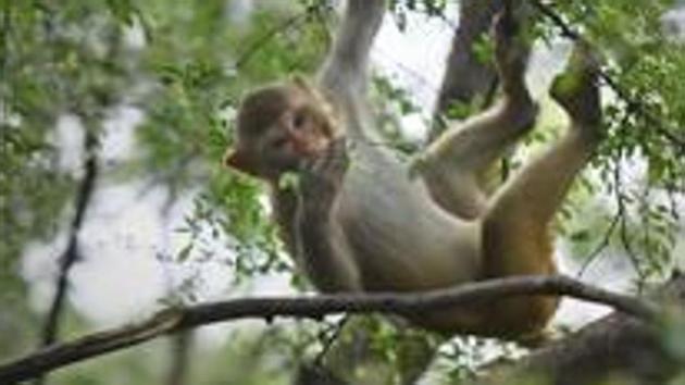 As there is no official data on Delhi’s monkey population, the state forest department will undertake a preliminary census to estimate the number of monkeys, areas from where the maximum complaints related to monkey attacks have poured in and problematic groups among others.(Arun Sharma/HT Photo)