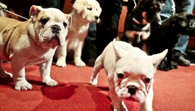 Police said the puppies were in a healthy condition, but were cramped for space inside the boot of car, with no provision for food and water.(AP/Picture for representation) Police said the puppies were in a healthy condition, but were cramped for space inside the boot of car, with no provision for food and water.(AP/Picture for representation)