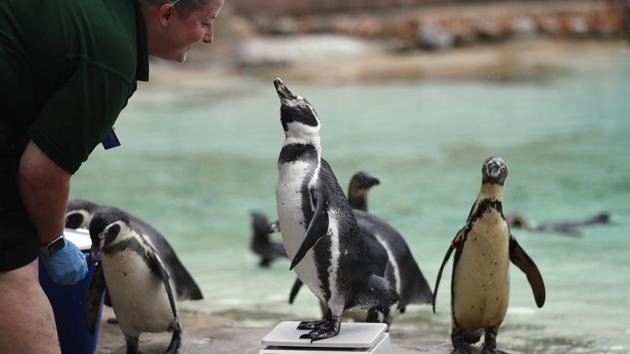 A penguin reacts with a zoo keeper as it stands on weighing scales for the ZSL London Zoo annual weigh in, in London, England. (Frank Augstein / AP)