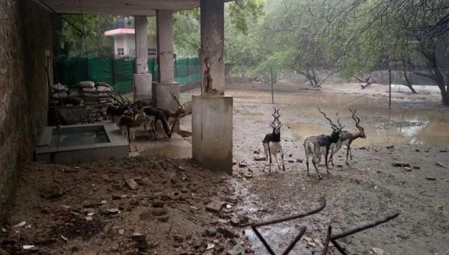 The noise of hammers breaking the night shelter of the blackbucks, dumping of cement bags and the scattered debris traumatised the animals inside Delhi zoo (pictured), which reportedly then started to fight among themselves.(Joydeep Thakur)