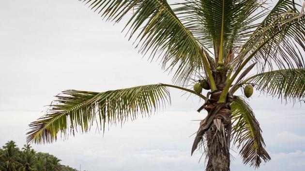 Clouds are seen on the horizon before the arrival of hurricane Lane in Miloli'i, Hawaii on August 23, 2018.  Hurricane Lane drenched Hawaii ahead of its arrival in the island state, prompting US President Donald Trump to declare a state of emergency as landslides and flash flooding left roads blocked. (AFP Photo)