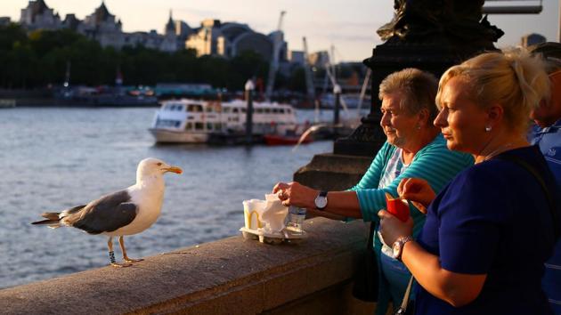A gull waits to be fed by tourists on the banks of the River Thames in London, England. (Phil Noble / REUTERS)