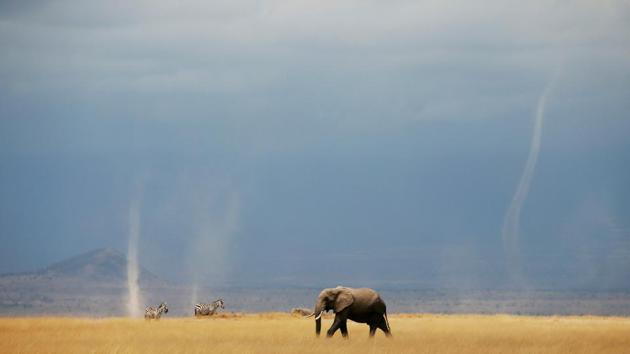 Whirlwinds seen as an elephant and zebras walk through the Amboseli National Park, Kenya. (Baz Ratner / REUTERS)