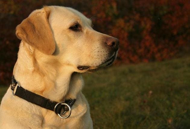 The complainant, Rashmi Sharma, stated that her six-year-old daughter Peehu had become ill as she was unable to meet her dog. She said her daughter will recover if she is reunited with the dog.(Representative image) The complainant, Rashmi Sharma, stated that her six-year-old daughter Peehu had become ill as she was unable to meet her dog. She said her daughter will recover if she is reunited with the dog.(Representative image)