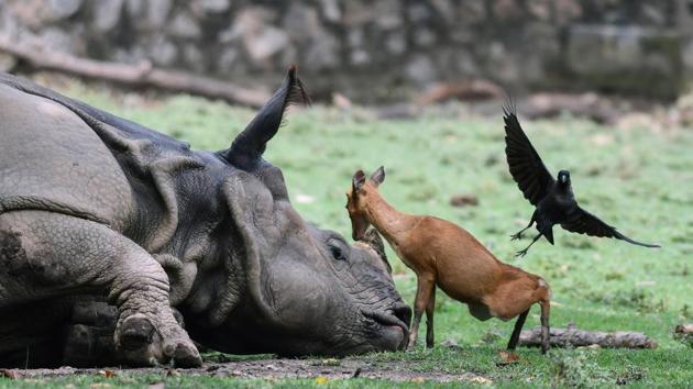 A young Indian hog deer calf stands next to a one-horn rhinoceros as a crow flies next to them at an enclosure at the Assam State Zoo on August 21, 2018 in Guwahati, Assam. 12 animals including eight jackals at Assam State Zoo have died in recent days following a canine distemper outbreak. (Biju Boro / AFP) A young Indian hog deer calf stands next to a one-horn rhinoceros as a crow flies next to them at an enclosure at the Assam State Zoo on August 21, 2018 in Guwahati, Assam. 12 animals including eight jackals at Assam State Zoo have died in recent days following a canine distemper outbreak. (Biju Boro / AFP)
