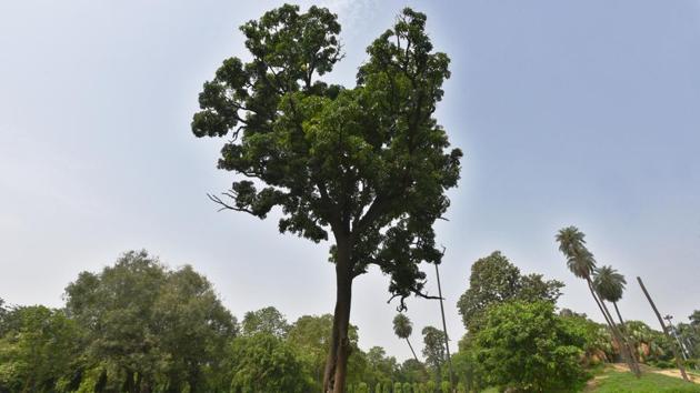 Laid by Shah Jahan’s younger daughter Roshanara Begum-whose tomb is situated in it- Roshanara Bagh is the perfect venue to spot several mango trees, like this specimen framed center, with their characteristic slender leaved and tiny flowers. (Raj K Raj / HT Photo) Laid by Shah Jahan’s younger daughter Roshanara Begum-whose tomb is situated in it- Roshanara Bagh is the perfect venue to spot several mango trees, like this specimen framed center, with their characteristic slender leaved and tiny flowers. (Raj K Raj / HT Photo)