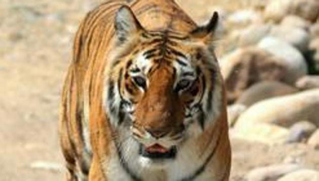 An earlier Uttarakhand high court order stressed that Corbett corridor was the most significant habitat for wildlife, such as tigers, elephants, leopards, bears and around 600 bird species.(Picture for representation)