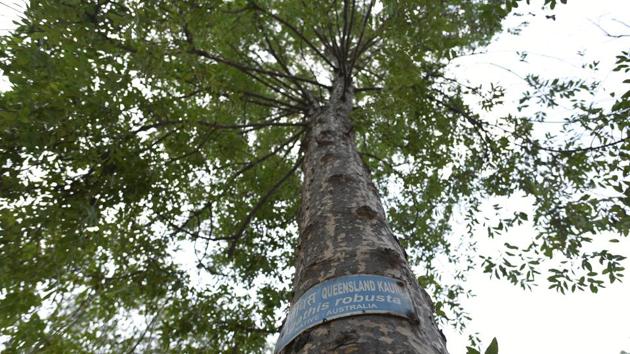 The Kauri Pine tree is a tall conifer with a flaky bark. The leaves appear in mostly opposite pairs and this tree stands tall close to the director's office in Delhi Zoo. (Sanchit Khanna / HT Photo) The Kauri Pine tree is a tall conifer with a flaky bark. The leaves appear in mostly opposite pairs and this tree stands tall close to the director's office in Delhi Zoo. (Sanchit Khanna / HT Photo)