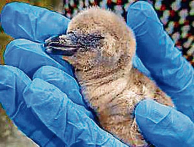 The penguin chick which died at Byculla Zoo.(HT PHOTO)