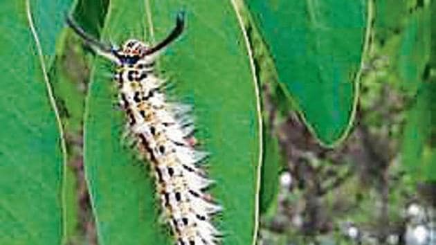 These pests, during the larval stage (when juveniles become adults), feed mainly on the leaves and sometimes the bark. These pests, during the larval stage (when juveniles become adults), feed mainly on the leaves and sometimes the bark.