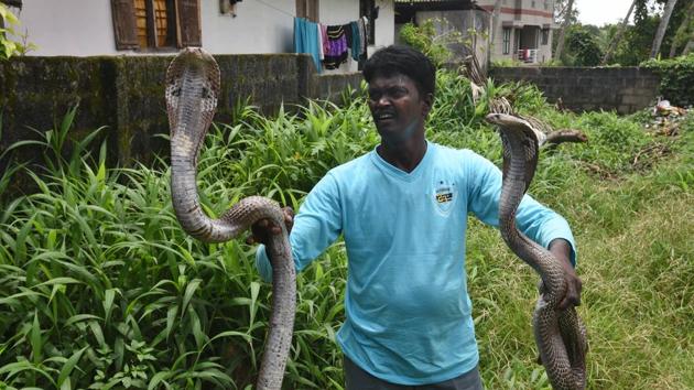 An expert in snake vava suresh latest videos 2018, Suresh says this is the apache vave season for common water snake. He has also performed more than 200 operations on snakes, curing the injured ones before releasing them in the wild. His thatched two-room house in the heart of Thiruvananthapuram city is full of ailing snakes. (Raj K Raj / HT Photo)