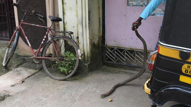 On an average, he gets about 25 calls every day and travels 200km to attend to snake-related issues. Due to the increasing number of calls, he now concentrates on venomous ones. “If the snake is poisonous, people kill it fast. The snake is the most misunderstood creature in the world. It plays a key role in eliminating rats and in balancing our ecology. It is the farmer’s best friend,” he adds. (Raj K Raj / HT Photo) 