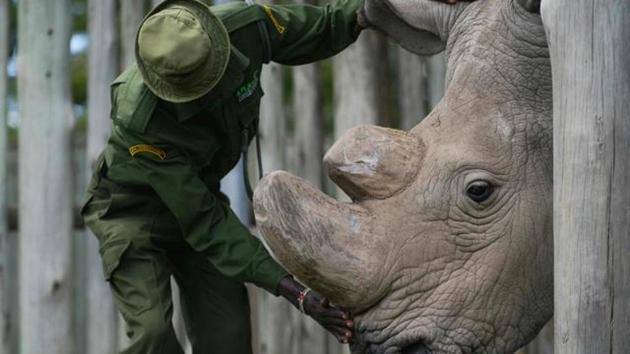 A major focus for the 1.1 million pound initiative is the endangered black rhino, a species successfully bred in captivity at Chester Zoo in recent years and whose excrement is a source of useful data to understand the health of the animal. (AFP/File Photo) A major focus for the 1.1 million pound initiative is the endangered black rhino, a species successfully bred in captivity at Chester Zoo in recent years and whose excrement is a source of useful data to understand the health of the animal. (AFP/File Photo)