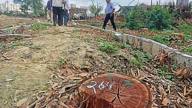 The forest department will have a confirmation on the number of trees cut by Wednesday.