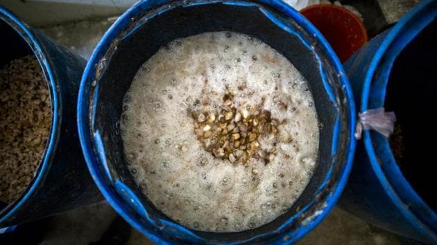 Cocoa beans sit in buckets at a wholesale store in Vannappuram village in the district of Idukki. Kerala received 42% more monsoon rain than normal since June 1. With plantations waterlogged, hundreds of workers have shifted to the relief camps the state government has set up, while others have moved out of the region. (Prashanth Vishwanathan / Bloomberg) Cocoa beans sit in buckets at a wholesale store in Vannappuram village in the district of Idukki. Kerala received 42% more monsoon rain than normal since June 1. With plantations waterlogged, hundreds of workers have shifted to the relief camps the state government has set up, while others have moved out of the region. (Prashanth Vishwanathan / Bloomberg)