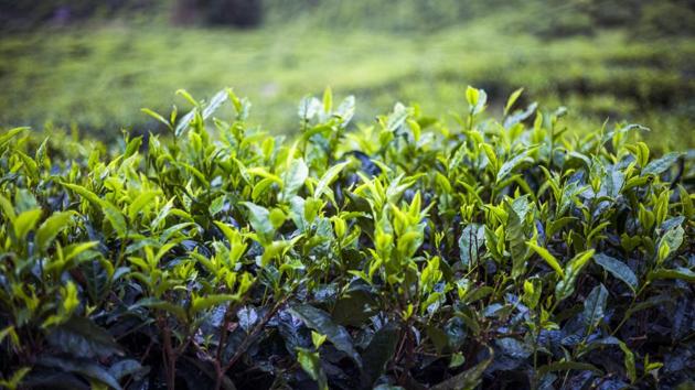 India famous as a tea producer is also the world’s sixth-largest coffee grower, according to the Coffee Board, mainly churning out the robusta beans used to make instant coffee, but also producing some of the more expensive arabica. In 2017-18 marketing year that ended on September 30, India produced 316,000 tonnes coffee, including 221,000 tonnes of robusta and 95,000 tonnes of arabica. (Prashanth Vishwanathan / Bloomberg) India famous as a tea producer is also the world’s sixth-largest coffee grower, according to the Coffee Board, mainly churning out the robusta beans used to make instant coffee, but also producing some of the more expensive arabica. In 2017-18 marketing year that ended on September 30, India produced 316,000 tonnes coffee, including 221,000 tonnes of robusta and 95,000 tonnes of arabica. (Prashanth Vishwanathan / Bloomberg)