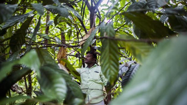 A farmer attends to a cocoa tree at a plantation in the district of Idukki, Kerala. More than a week after the floodwater began subsiding; animal carcasses are still floating in Kerala’s backwaters. Showers, flooding and landslides damaged trees ravaging the coffee, tea and cocoa plantations in the main growing areas of Kerala. (Prashanth Vishwanathan / Bloomberg) A farmer attends to a cocoa tree at a plantation in the district of Idukki, Kerala. More than a week after the floodwater began subsiding; animal carcasses are still floating in Kerala’s backwaters. Showers, flooding and landslides damaged trees ravaging the coffee, tea and cocoa plantations in the main growing areas of Kerala. (Prashanth Vishwanathan / Bloomberg)