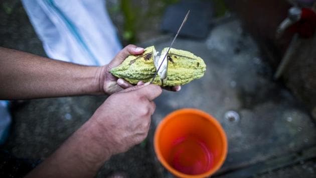 A farmer cuts open a cocoa fruit at a plantation in Vannappuram village in the district of Idukki. Output in the year starting October 1 may be about 25% lower than 2017-18. That would be the lowest since 1997-98, government data shows. But the plunge in output may be positive for global coffee prices because India exports more than 70% of its production. (Prashanth Vishwanathan / Bloomberg) A farmer cuts open a cocoa fruit at a plantation in Vannappuram village in the district of Idukki. Output in the year starting October 1 may be about 25% lower than 2017-18. That would be the lowest since 1997-98, government data shows. But the plunge in output may be positive for global coffee prices because India exports more than 70% of its production. (Prashanth Vishwanathan / Bloomberg)